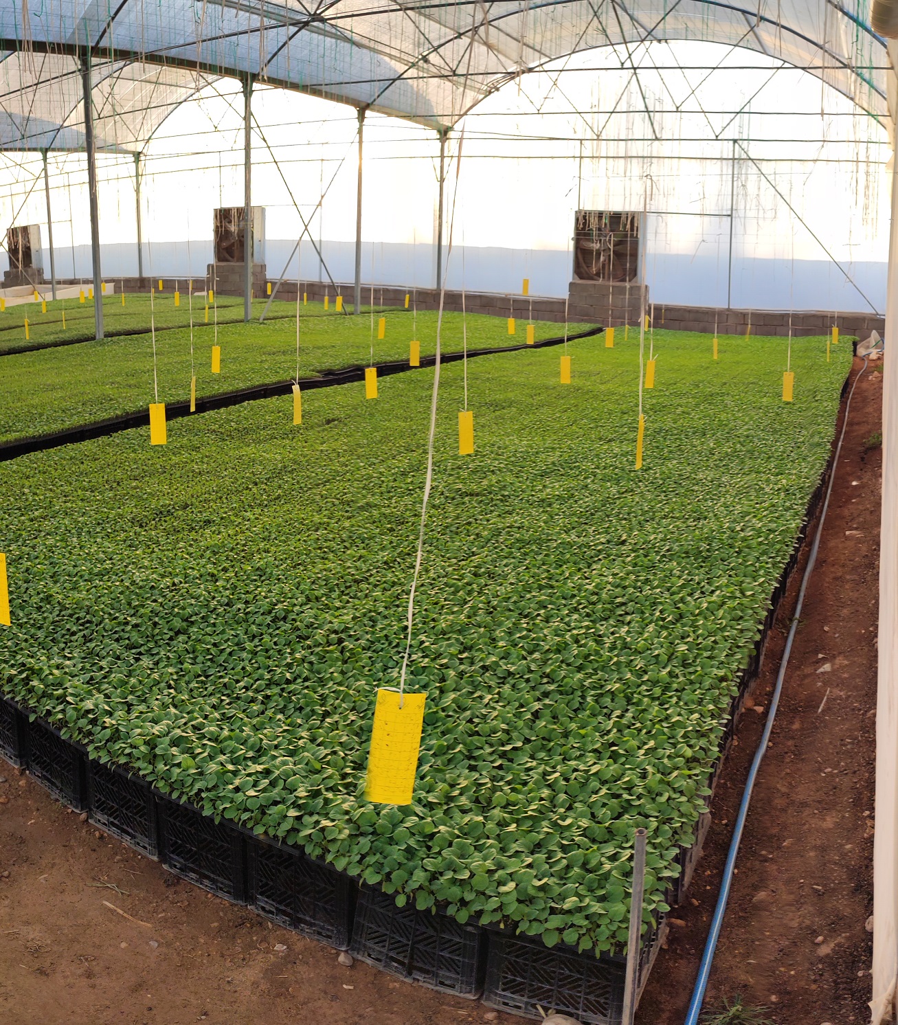 مشاوره احداث گلخانه