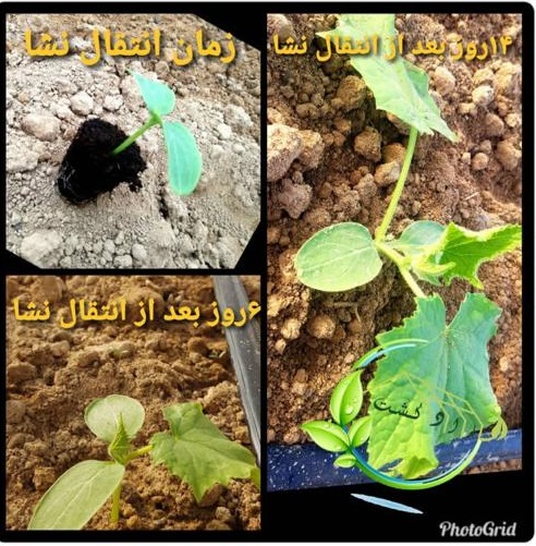 مشاوره تخصصی کشت